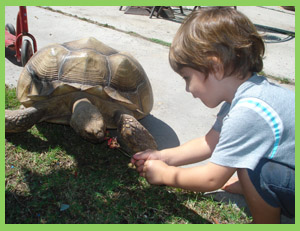 feeding the tortoise